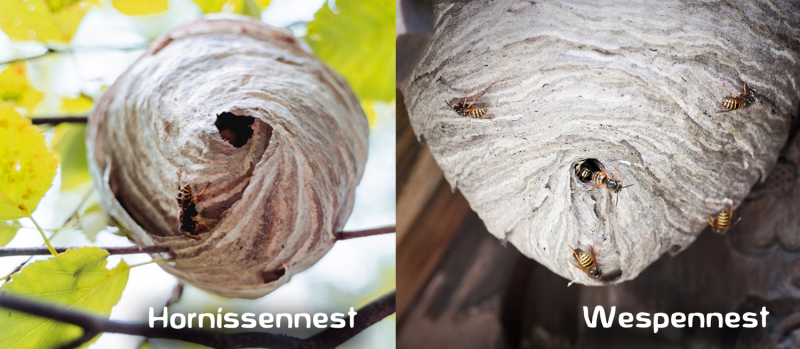 Unterschied hornissennest und wespennest